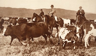 Re Edoardo VIII che raduna il bestiame in Alberta, Canada, anni 